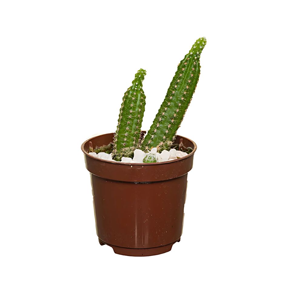Planta Mini Cactus Pote Nº 06 Unidade