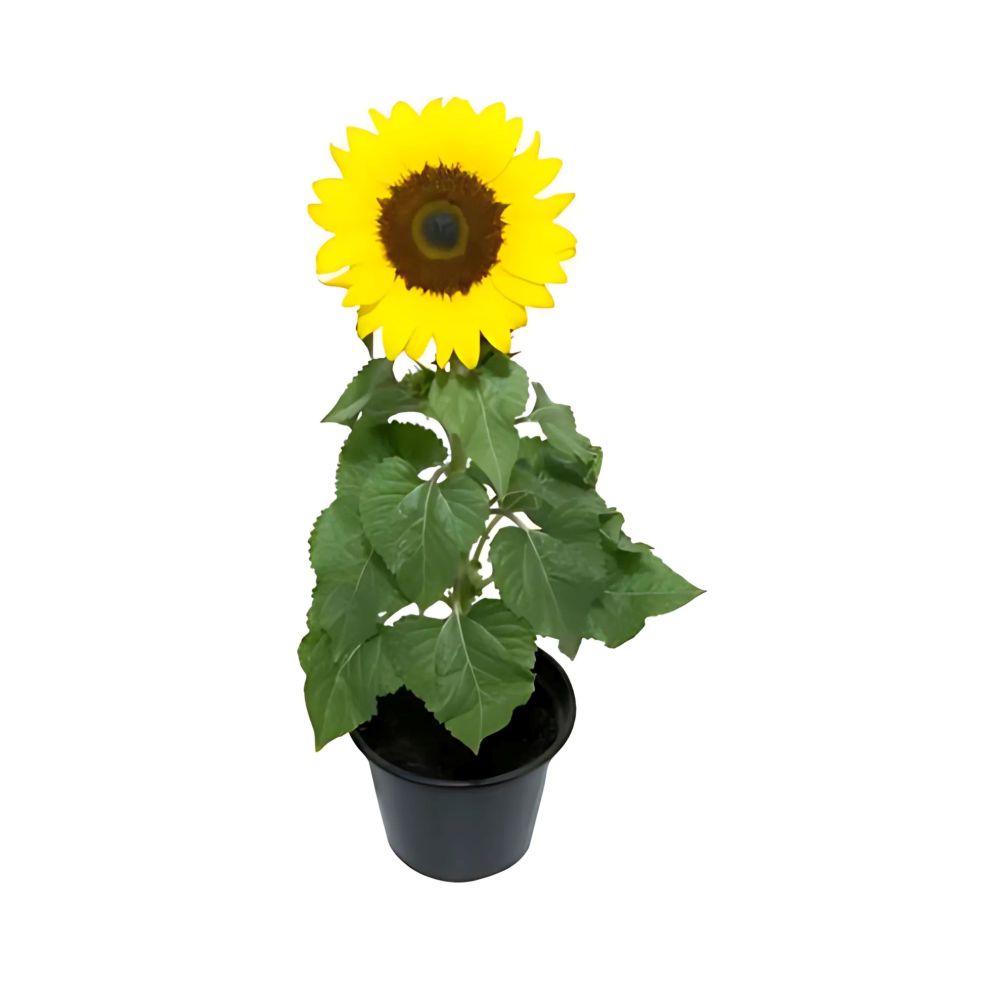 Flor Girassol Pote Nº15