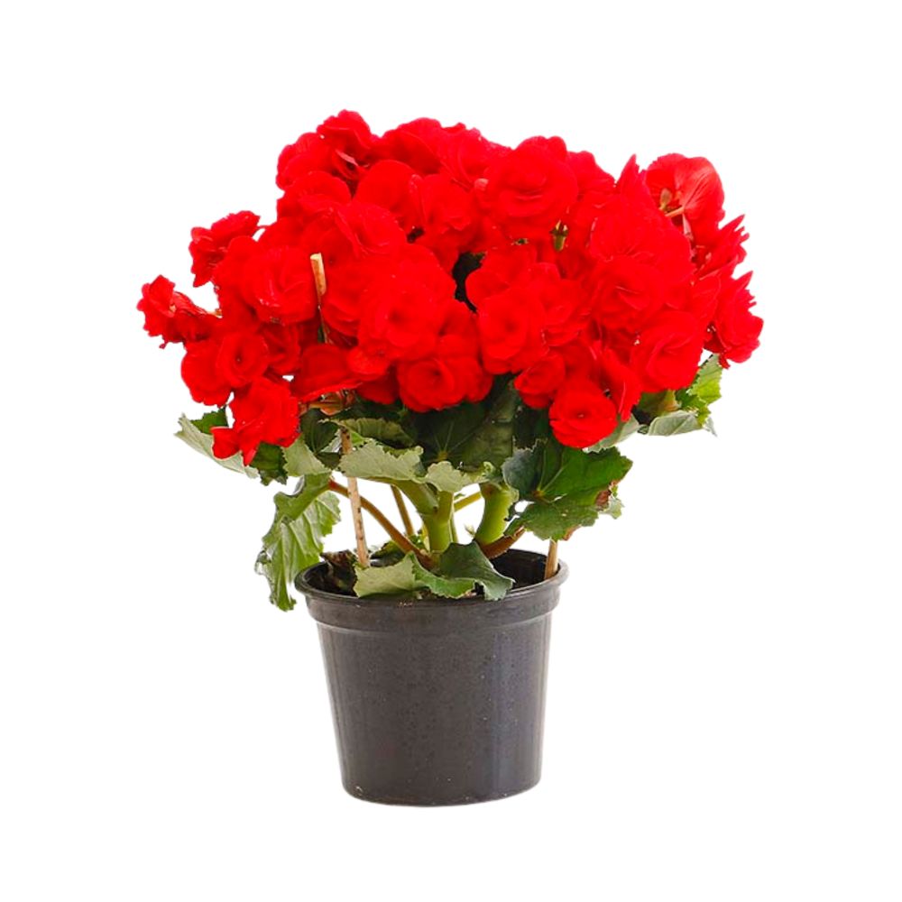 Flor Begônia Pote Nº15