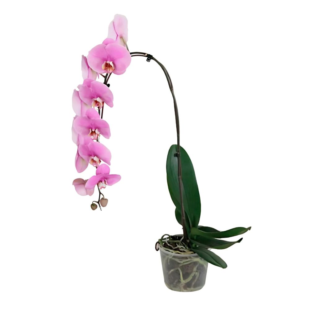 Flor Orquídea Phalaenospsis Cascata 1 haste Pote Nº15