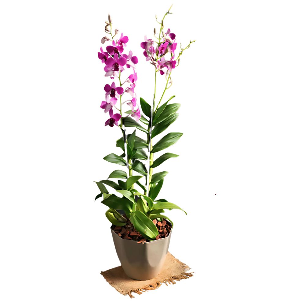 Flor Orquídea Denphalaen Pote Nº15