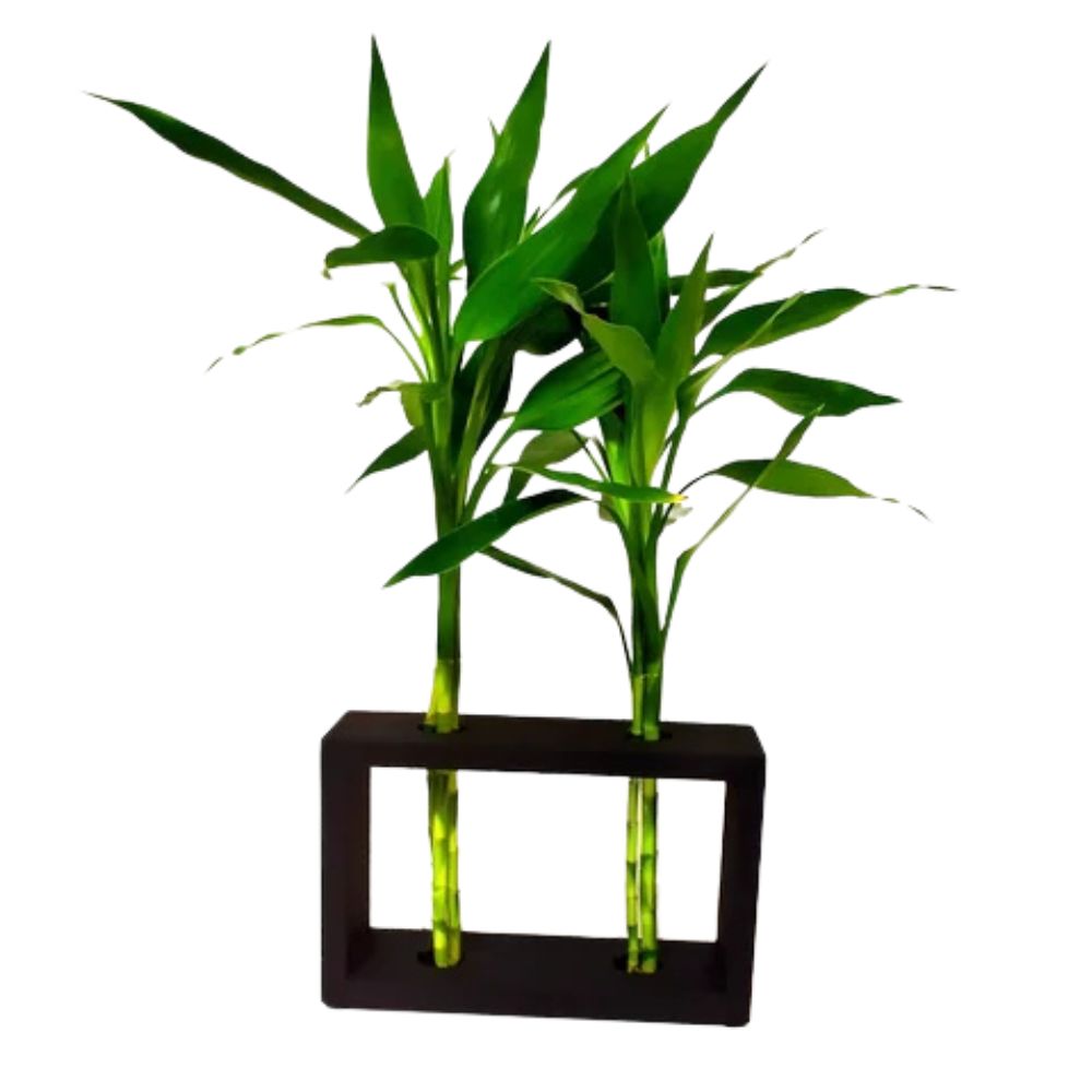 Bambu da Sorte Duplo Vidro Unidade