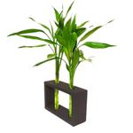 bambu-da-sorte-duplo-vidro-unidade-602883704350--2-.jpg