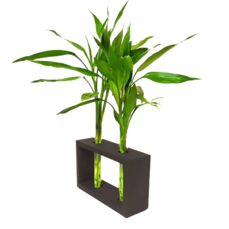 bambu-da-sorte-duplo-vidro-unidade-602883704350--2-.jpg