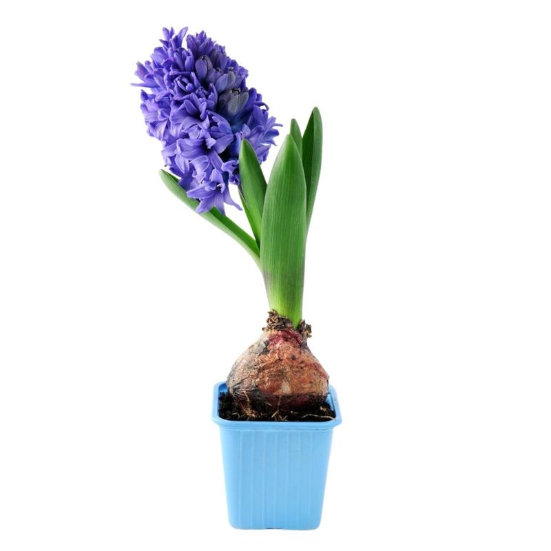 flor-hyacinthus-pote-09-unidade-7890291427692-1-jpg