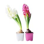 flor-hyacinthus-pote-09-unidade-7890291427692-2-jpg