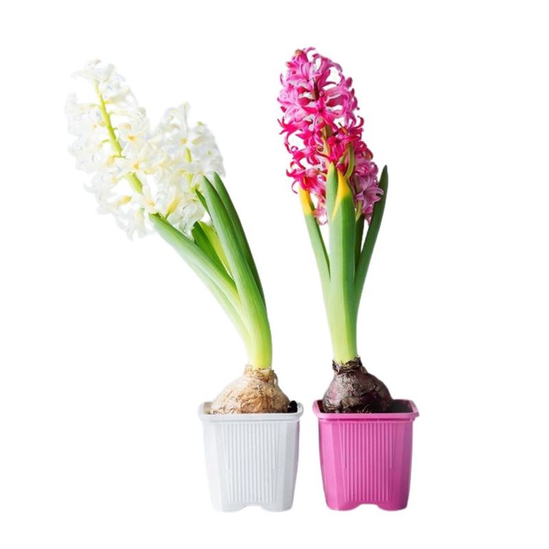 flor-hyacinthus-pote-09-unidade-7890291427692-2-jpg