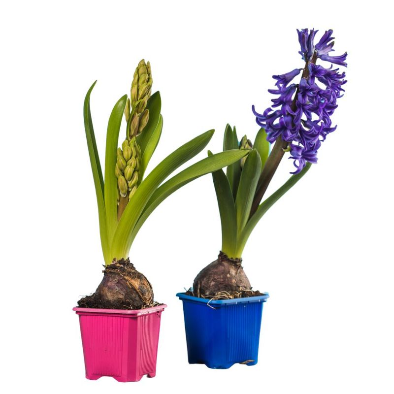 flor-hyacinthus-pote-09-unidade-7890291427692-3-jpg