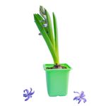 flor-hyacinthus-pote-09-unidade-7890291427692-4-jpg