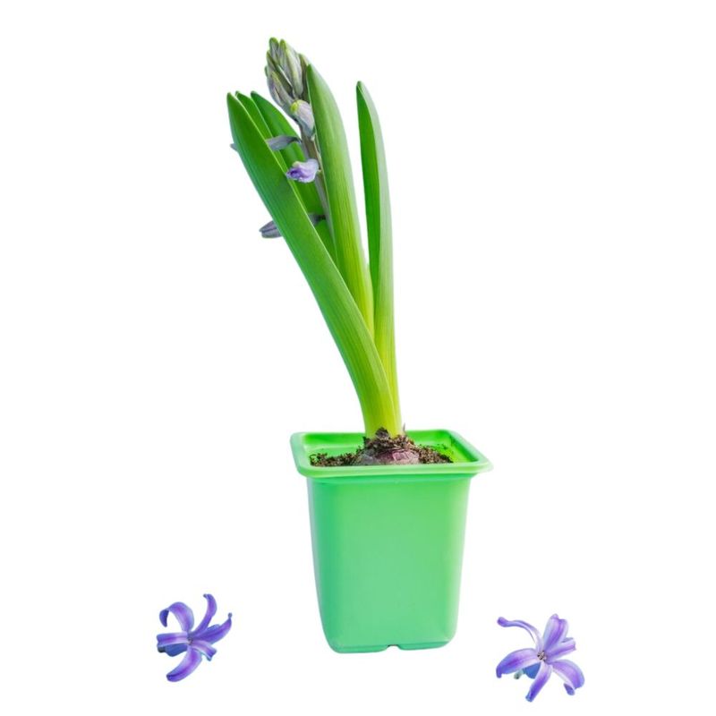 flor-hyacinthus-pote-09-unidade-7890291427692-4-jpg
