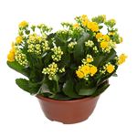 flor-kalanchoe-dobrado-pote-21-unidade-7890291329033--1-.jpg