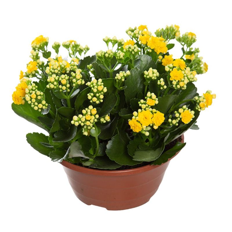 flor-kalanchoe-dobrado-pote-21-unidade-7890291329033--1-.jpg