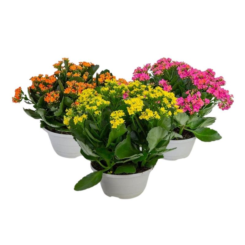 flor-kalanchoe-dobrado-pote-21-unidade-7890291329033--2-.jpg