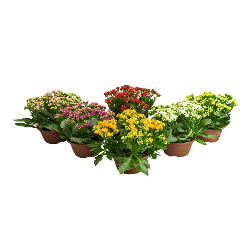 flor-kalanchoe-dobrado-pote-21-unidade-7890291329033--3-.jpg