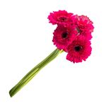 flor-gerbera-variada-maco-1-jpg