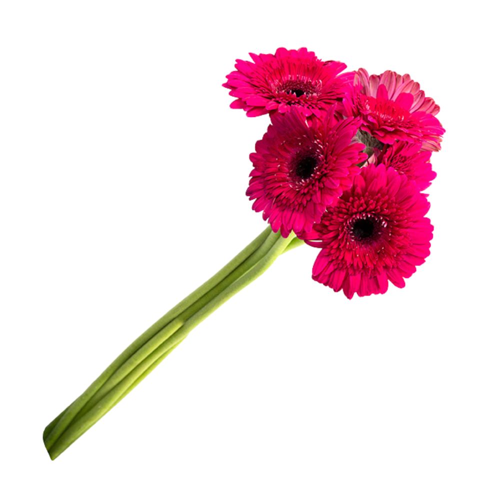 Flor Gerbera Variada Maço