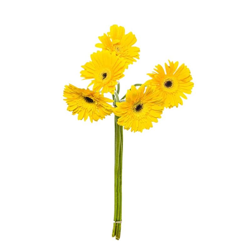 flor-gerbera-variada-maco-2-jpg