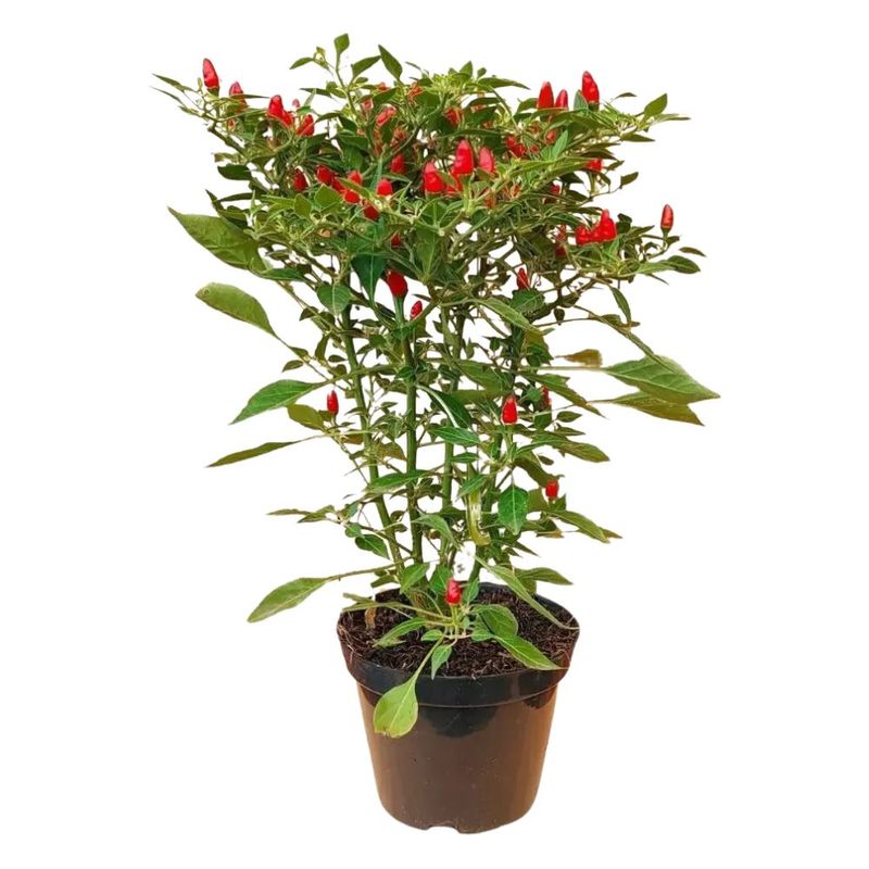 pimenta-malaguetinha-pote-n24-unidade-7890291456746-1-jpg
