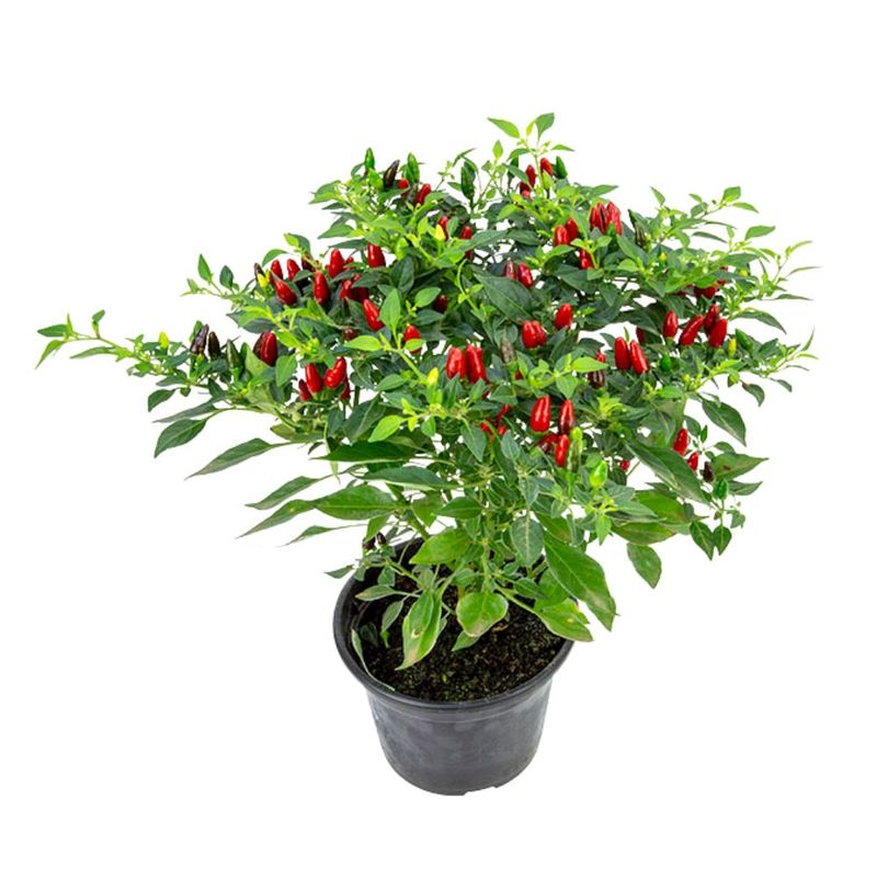 pimenta-malaguetinha-pote-n24-unidade-7890291456746-2-jpg