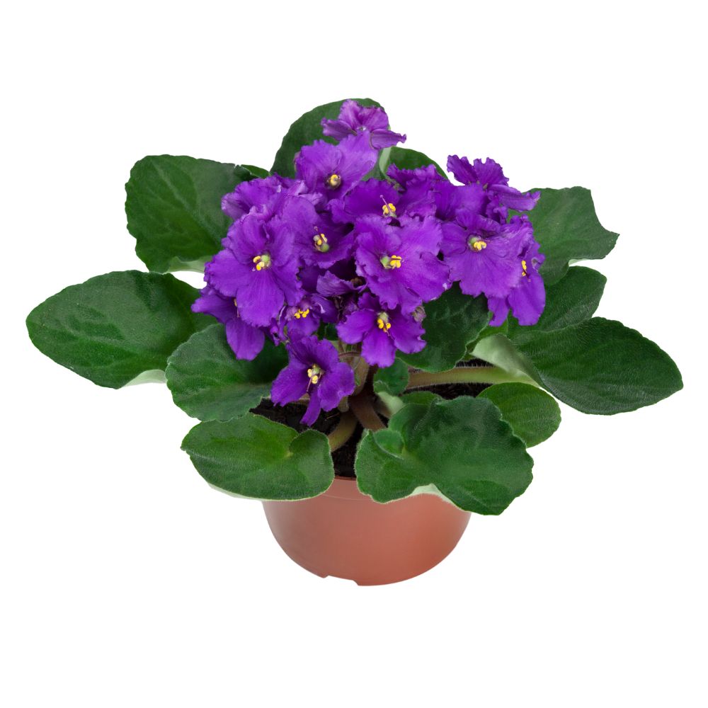 Flor Violeta Pote Nº11 Unidade
