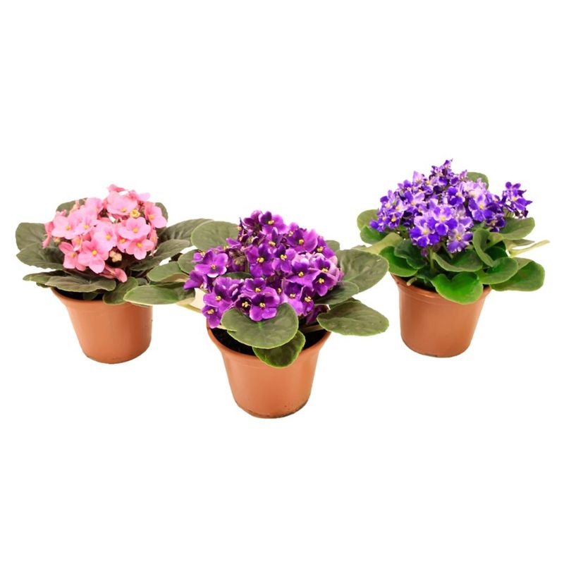 flor-violeta-pote-nº11-unidade-7896553640014---2-.jpg