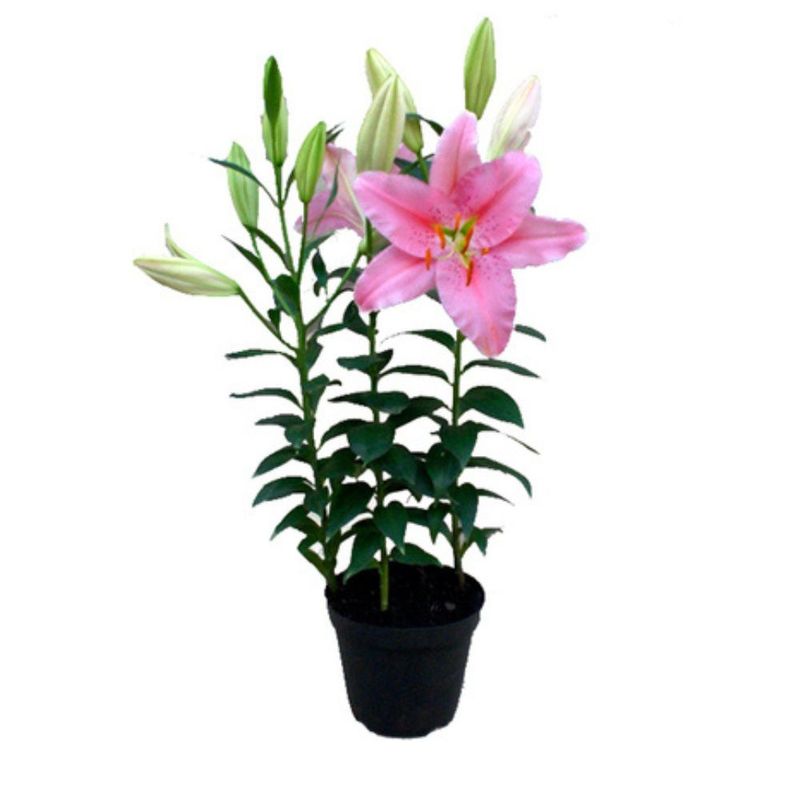 flor-lirio-pote-n16-unidade-7890291179034jpg