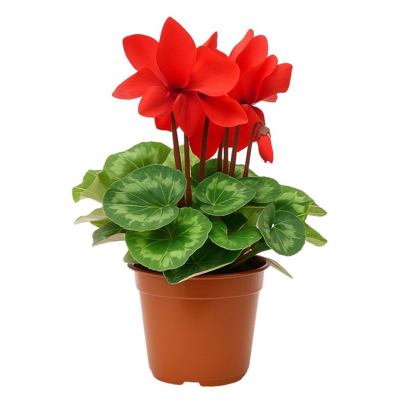 flor-cyclamen-pote-nº14-unidade-7896553643459.jpg