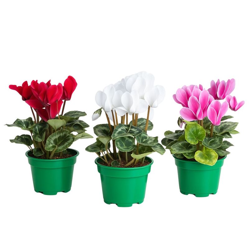 1flor-cyclamen-pote-nº14-unidade-7896553643459.jpg
