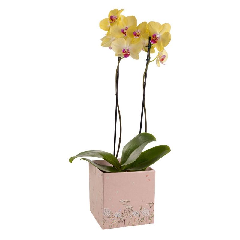 flor-orquidea-phalaenopsis-2-hastes-pote-nº12-7890291371575.jpg
