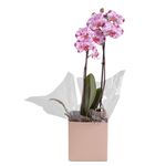 1flor-orquidea-phalaenopsis-2-hastes-pote-nº12-7890291371575.jpg