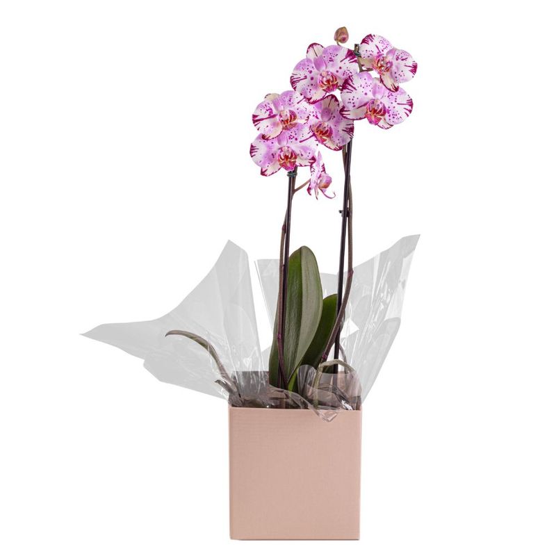 1flor-orquidea-phalaenopsis-2-hastes-pote-nº12-7890291371575.jpg