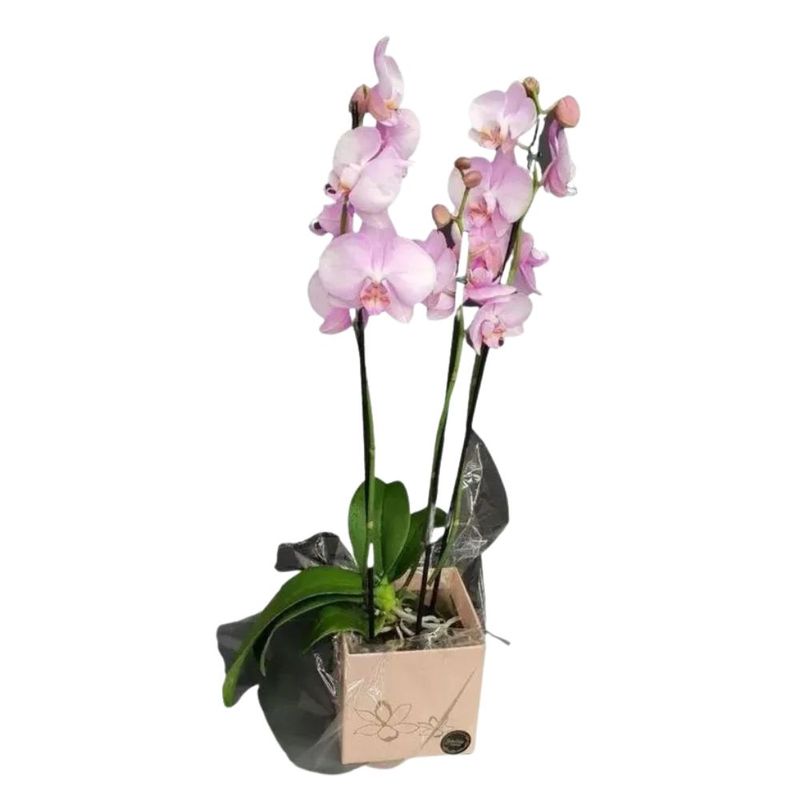 2flor-orquidea-phalaenopsis-2-hastes-pote-nº12-7890291371575.jpg
