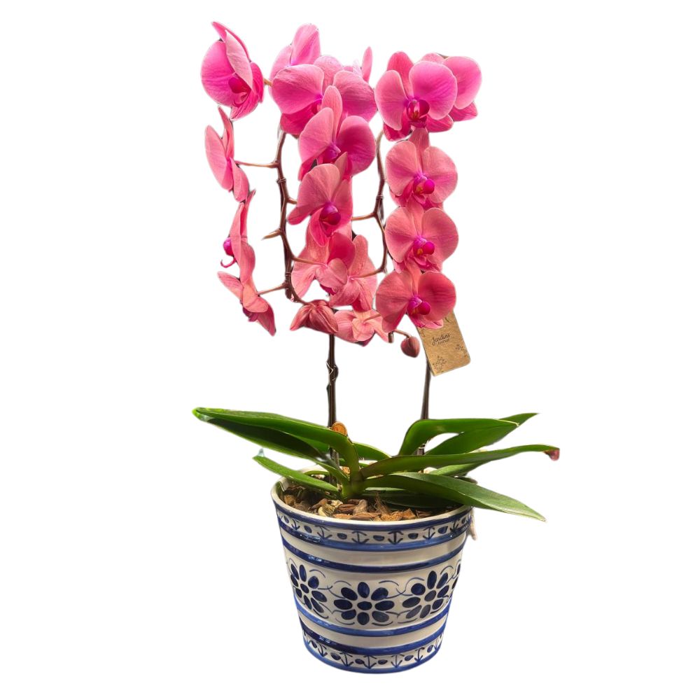 Flor Phalaenopsis Cascata Lisboa Pote Nº24 Unidade