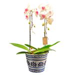 1flor-phalaenopsis-cascata-lisboa-pote-nº24-unidade-7890291570145.jpg