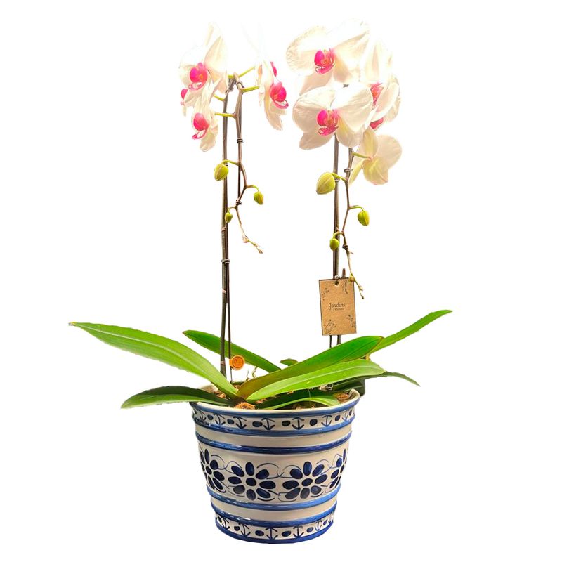 1flor-phalaenopsis-cascata-lisboa-pote-nº24-unidade-7890291570145.jpg