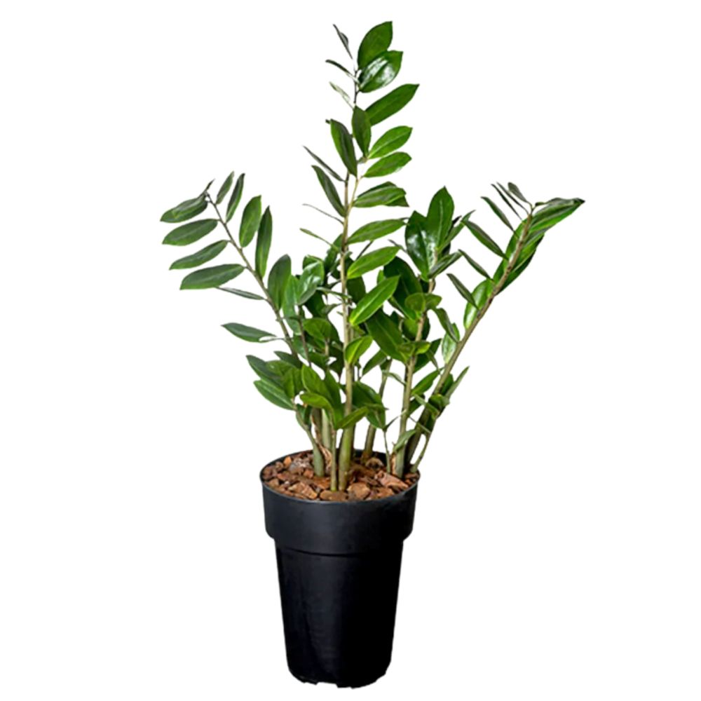 Flor Zamioculcas Pote 17