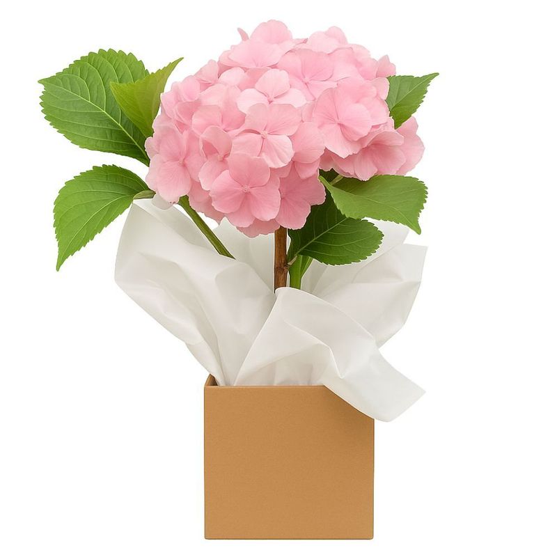 Flor Hortência Pote Nº 15 Unidade