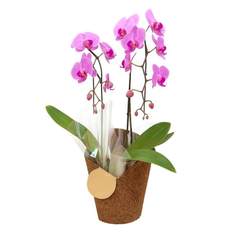 Orquídea Phalaenopsis Árvore Decorada Pote Nº15 Unidade