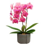 Flor Orquídea Phalaenopsis Petra Pote Nº 20 Garden Flower Unidade