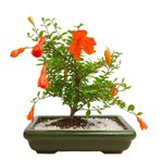 Bonsai Natural Junior Variados Unidade