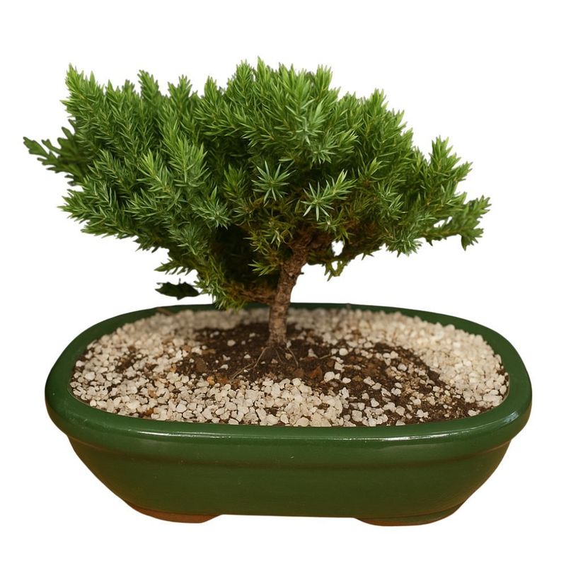 Bonsai Natural Junior Variados Unidade