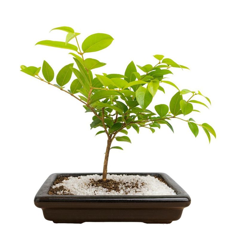 Bonsai Natural Junior Variados Unidade