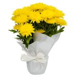 Flor Crisântemo Cores Variadas Pote Nº 15 Unidade