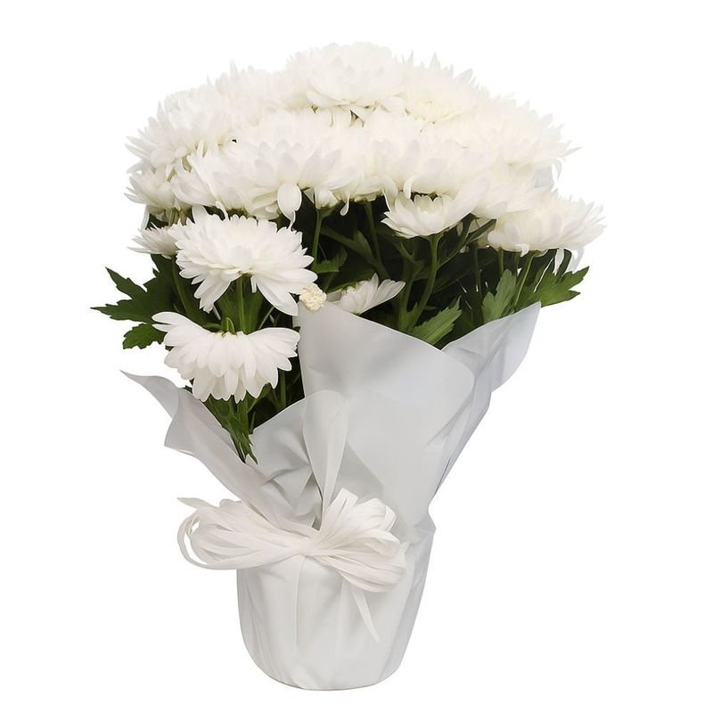 Flor Crisântemo Cores Variadas Pote Nº 15 Unidade