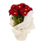 Flor Crisântemo Cores Variadas Pote Nº 15 Unidade