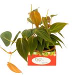 Planta Ornamental Variadas Cuia Nº13 Unidade