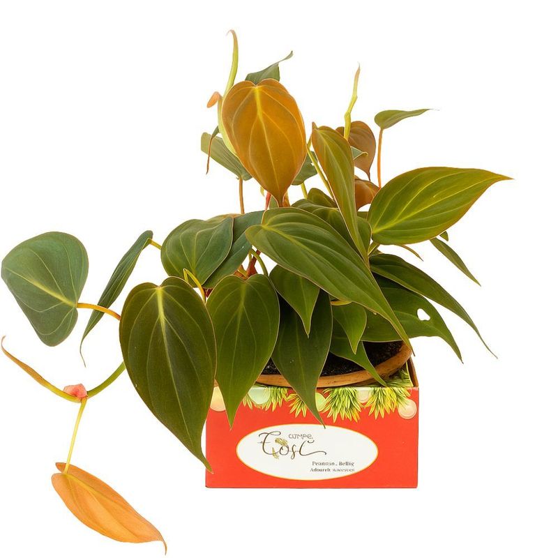 Planta Ornamental Variadas Cuia Nº13 Unidade