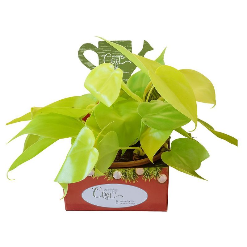Planta Ornamental Variadas Cuia Nº13 Unidade