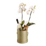 Kit Box Oliva Unidade